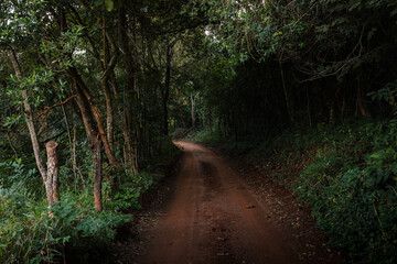 Estrada rural, caminho com arbustos, caminho da fazenda, Estrada de terra