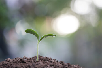 Small young sprout with droplets
