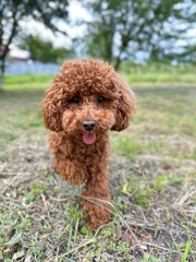 poodle puppy in grass