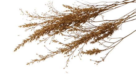 Dried wheat stalks in golden hue gracefully arranged evoking harvest memories on black Rustic on transparent background