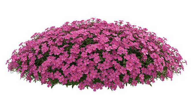 A vibrant mound of pink creeping phlox bursting with spring s joyful energy against a stark on transparent background