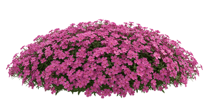 A vibrant mound of pink creeping phlox bursting with spring s joyful energy against a stark on transparent background