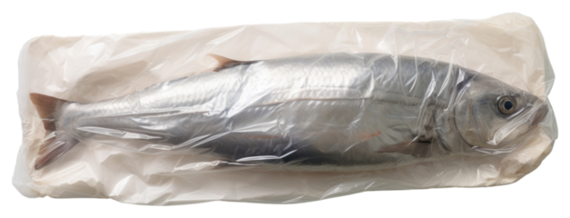PNG A fish seafood plastic