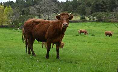 cows in a field
