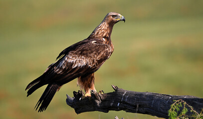 una poderosa aguila real en españa