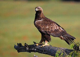 a powerful golden eagle in spain