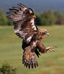 una poderosa aguila real en españa