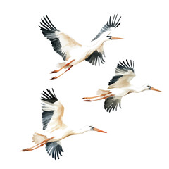 Obraz premium Storks Flying Golden Sky, watercolor clipart vector, isolated on a white background.