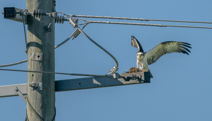 Eastern Osprey (Pandion cristatus) with nesting material on a energy pole.