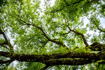 A Beautiful Lush Green Canopy Created by a Tree Filled with Dense and Healthy Foliage