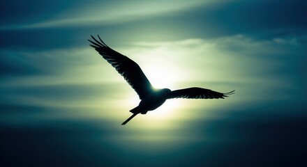 Obraz premium Silhouette of soaring eagle flying high in the sky freedom and wildlife photography nature landscape