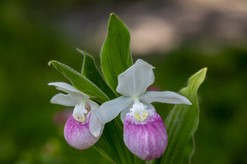 Close up view of a pair of stunning pink and white flower blossoms on a Showy Lady’s Slipper (cypripedium reginae) orchid wildflower plant in a protected outdoor setting