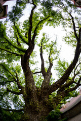 The Majestic Tree Canopy Gracefully Reaching High Up to the Vast, Blue Sky Above