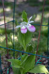 Close up view of a pair of stunning pink and white flower blossoms on a Showy Lady’s Slipper (cypripedium reginae) orchid wildflower plant in an outdoor protective cage