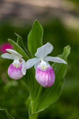 Close up view of a pair of stunning pink and white flower blossoms on a Showy Lady’s Slipper (cypripedium reginae) orchid wildflower plant in a protected outdoor setting