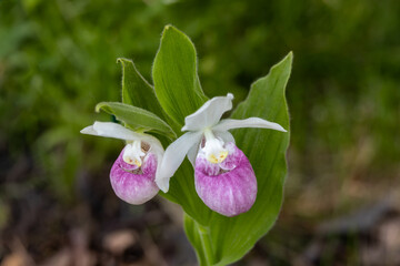 Close up view of a pair of stunning pink and white flower blossoms on a Showy Lady’s Slipper (cypripedium reginae) orchid wildflower plant in a protected outdoor setting