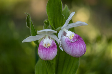 Close up view of a pair of stunning pink and white flower blossoms on a Showy Lady’s Slipper (cypripedium reginae) orchid wildflower plant in a protected outdoor setting
