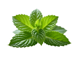 mint leaves isolated on white background
