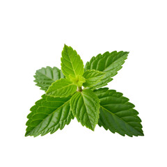 mint leaves isolated on white background