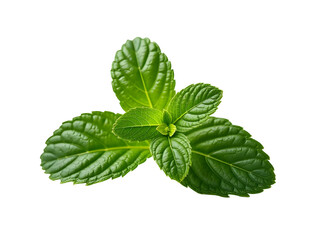 mint leaves isolated on white background