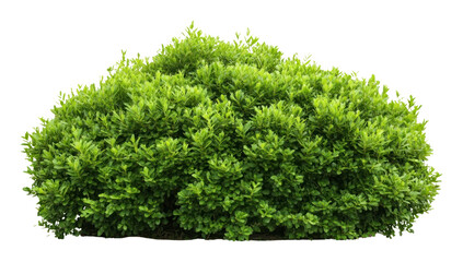 Obraz premium PNG Green garden bushes background isolated plant.