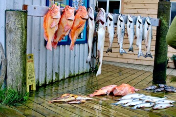 Fish Hanging in a Market on a Rainy Day in Homer, Alaska