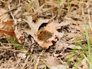 Lasiommata maera, the large wall brown, is a butterfly in the family Nymphalidae. Lazio region,...