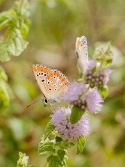 The Adonis blue (Lysandra bellargus, also known as Polyommatus bellargus) is a butterfly in the...