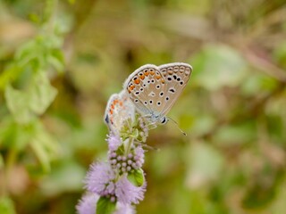 The Adonis blue (Lysandra bellargus, also known as Polyommatus bellargus) is a butterfly in the family Lycaenidae. Lazio region, Italy