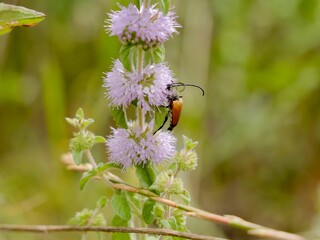 Tawny Longhorn Beetle (Paracorymbia fulva) on the flower. Lazio region, Italy