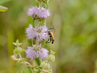 Tawny Longhorn Beetle (Paracorymbia fulva) on the flower. Lazio region, Italy
