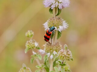 Trichodes alvearius is a species of soldier or checkered beetle belonging to the family Cleridae, subfamily Clerinae. Lazio region, Italy