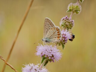 The Adonis blue (Lysandra bellargus, also known as Polyommatus bellargus) is a butterfly in the family Lycaenidae. Lazio region, Italy