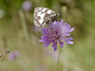 The butterfly, Melanargia galathea, the marbled white, on flower, is a medium-sized butterfly in the family Nymphalidae. Lazio region, Italy