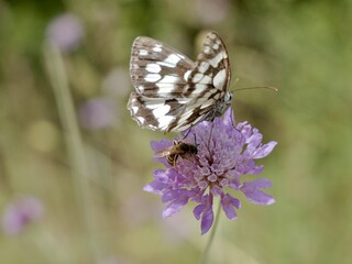 The butterfly, Melanargia galathea, the marbled white, on flower, is a medium-sized butterfly in the family Nymphalidae. Lazio region, Italy