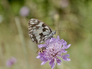The butterfly, Melanargia galathea, the marbled white, on flower, is a medium-sized butterfly in the family Nymphalidae. Lazio region, Italy