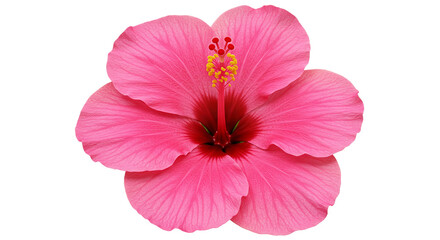 A vibrant pink hibiscus flower in full bloom symbolizing tropical beauty and summer vibes on transparent background