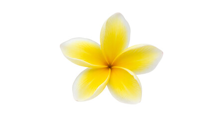 A radiant yellow Plumeria bloom a symbol of serenity and grace showcased in stunning detail on transparent background