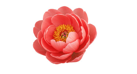 A captivating coral peony blooming radiantly symbolizing romance and prosperity against a on transparent background