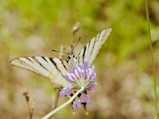 Butterfly, scarce swallowtail (Iphiclides podalirius) on a flower; also the sail swallowtail or pear-tree swallowtail. Italy