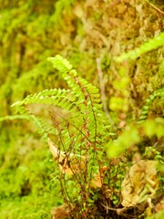 The maidenhair spleenwort (Asplenium trichomanes) in the forest. A small fern in the spleenwort genus Asplenium. Lazio region, Italy