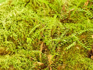The maidenhair spleenwort (Asplenium trichomanes) in the forest. A small fern in the spleenwort genus Asplenium. Lazio region, Italy