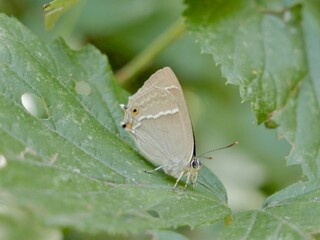 The purple hairstreak (Favonius quercus) is a butterfly in the family Lycaenidae. Lazio region, Italy