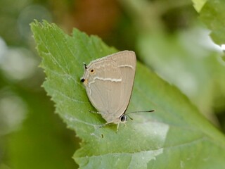 The purple hairstreak (Favonius quercus) is a butterfly in the family Lycaenidae. Lazio region, Italy