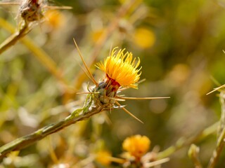 Flowers of the yellow star-thistle, golden starthistle, yellow cockspur, St. Barnaby's thistle or Barnaby thistle (Centaurea solstitialis). Lazio region, Italy.