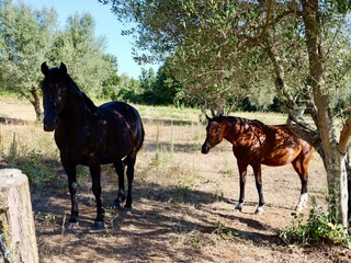 Two horses in the pasture with olive trees. Lazio region, Italy