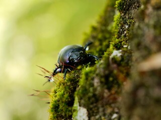 Beetle on tree trunk, Thorectes intermedius, a one of earth-boring dung beetles or dor beetles, Geotrupidae family. Italy