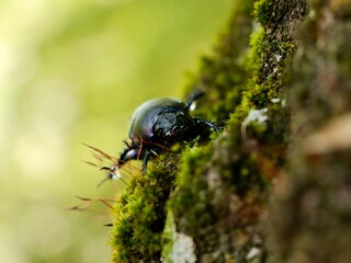Beetle on tree trunk, Thorectes intermedius, a one of earth-boring dung beetles or dor beetles, Geotrupidae family. Italy