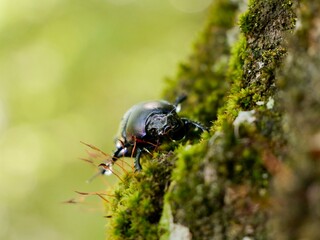 Beetle on tree trunk, Thorectes intermedius, a one of earth-boring dung beetles or dor beetles, Geotrupidae family. Italy