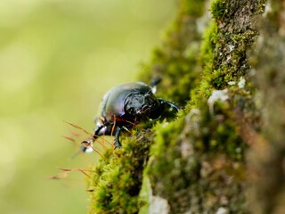 Beetle on tree trunk, Thorectes intermedius, a one of earth-boring dung beetles or dor beetles, Geotrupidae family. Italy
